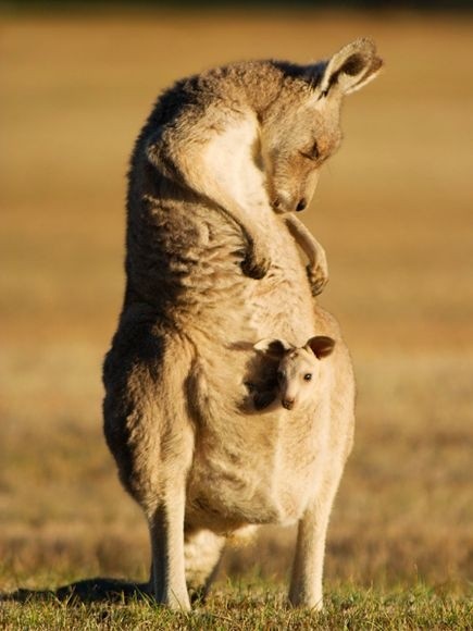 Photo:  kangaroos porting